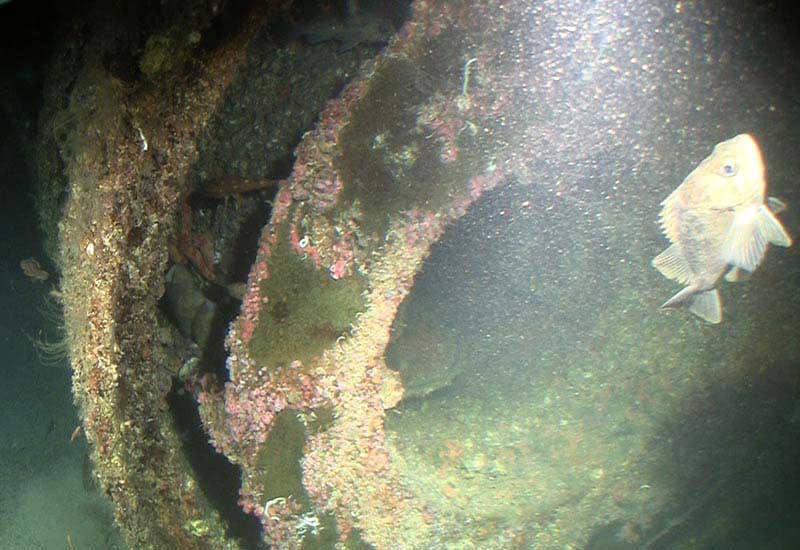 Link to Catalina Island Expedition Photo Gallery