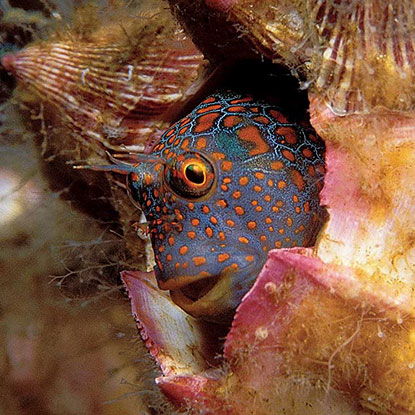 Photo of fish hiding in coral