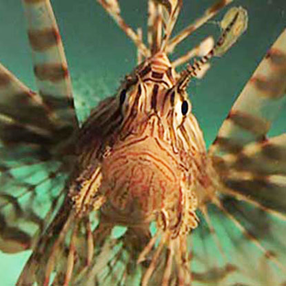 Photo of a lionfish during the lionfish expedition