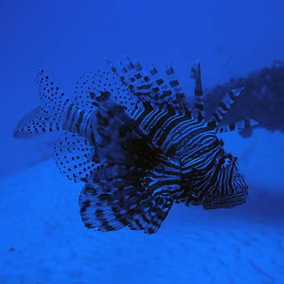 Photo of lionfish