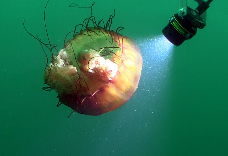 Link to Monterey Bay 2011 Expedition Photo Gallery