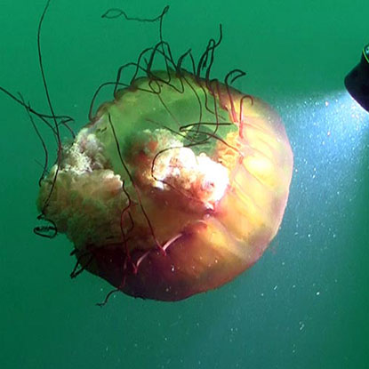 Photo of a Sea Nettle jelly