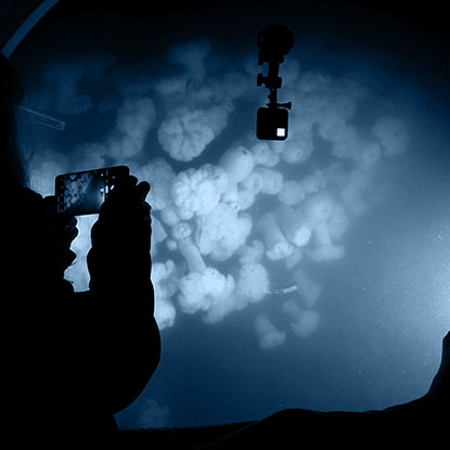 Image the wall of anemones