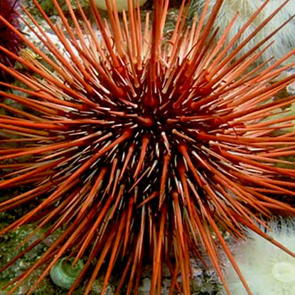 Photo of a Salish Sea Sea Urchin