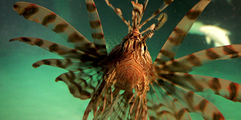 lionfish image